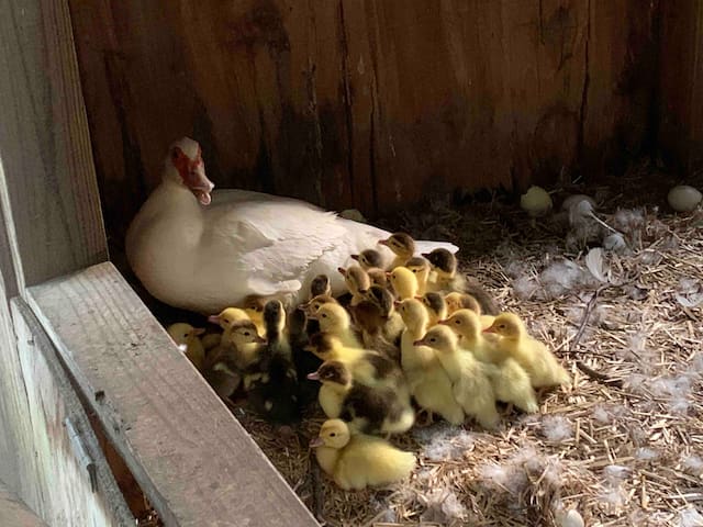 30 baby duckies hatched out on June 3, 2020!